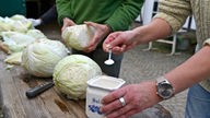 Herstellung von Sauerkraut aus Weißkohl