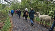 Wandern mit Alpakas in Arnsberg-Wennigloh, Sauerland