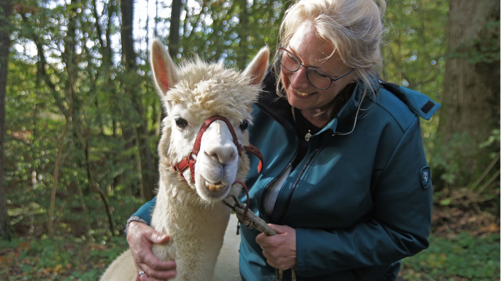 Das Gl ck der Erde sp rt man bei einer Wanderung mit Alpakas