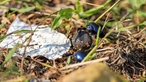 Brachter Wald-Pfad bei Brüggen 