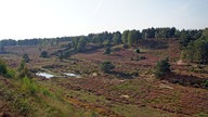 Brachter Wald-Pfad bei Brüggen 