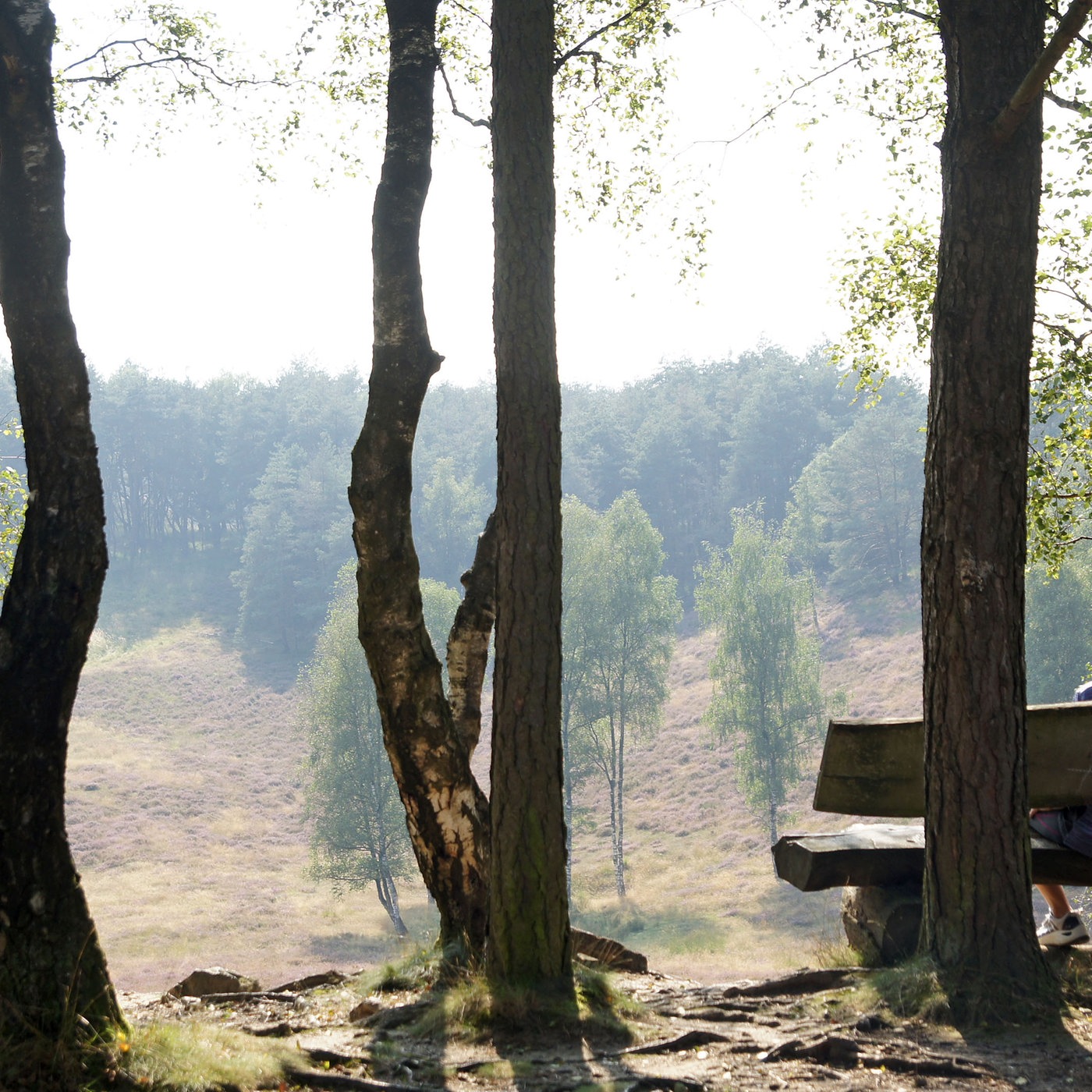 Brachter Wald-Pfad bei Brüggen