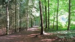 Der Hixterwald in Holzwickede