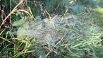 Spinnennetze spannen sich zwischen Gräsern im Möhnetal