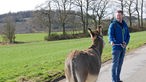Eine Wanderung mit Eseln von Schalksmühle nach Breckerfeld