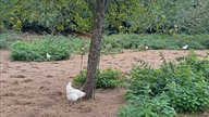 Ein Huhn pickt auf dem Boden neben einem Baum herum.