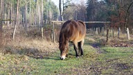 Exmoor-Pony