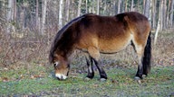 Exmoor-Pony