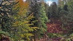 Wald im Arboretum Burgholz Wuppertal