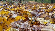 Laub im Arboretum Burgholz Wuppertal