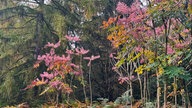 Japanischen Aralien im Arboretum Burgholz Wuppertal