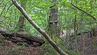 Umgestürzter Baumstamm im Wald