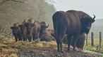 Eine Gruppe Wisente steht auf dem Feld un schaut in die Kamera 