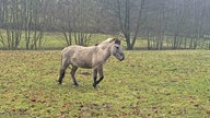 Ein Tarpan läuft über ein Feld