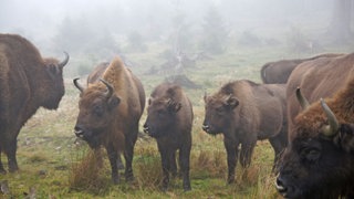 Unterwegs in der Wisent-Wildnis in Bad Berleburg-Wingeshausen