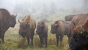 Unterwegs in der Wisent-Wildnis in Bad Berleburg-Wingeshausen