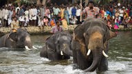 Elefanten in Kerala