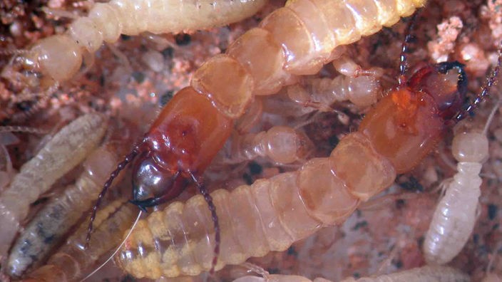 Adulte Termiten und Larven
