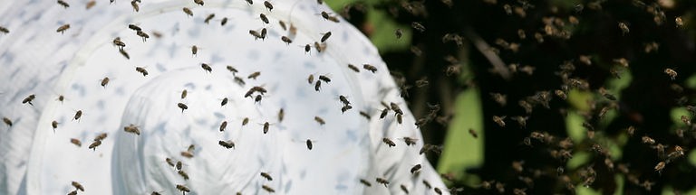 Imker in einem Bienenschwarm