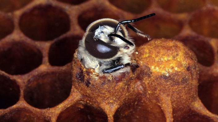 Ein Honigbienen-Drohn schlüpft aus seiner Zelle.