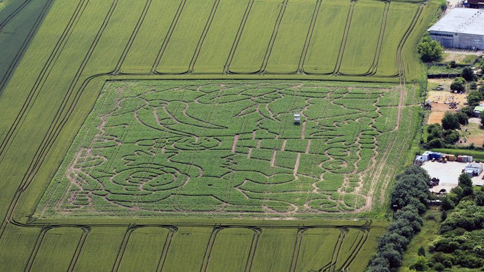 Labyrinth in einem Maisfeld