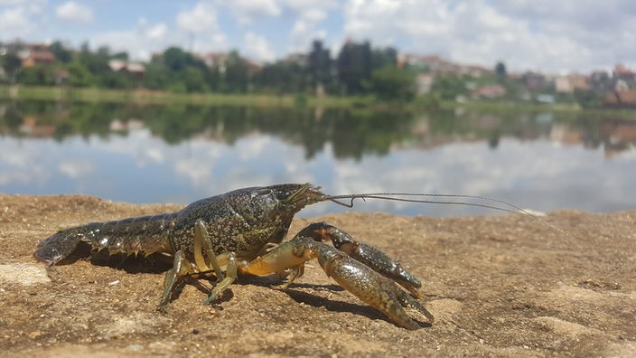 Ein Marmorkrebs (Procambarus virginalis) sitzt am Ufer eines Gewässers.