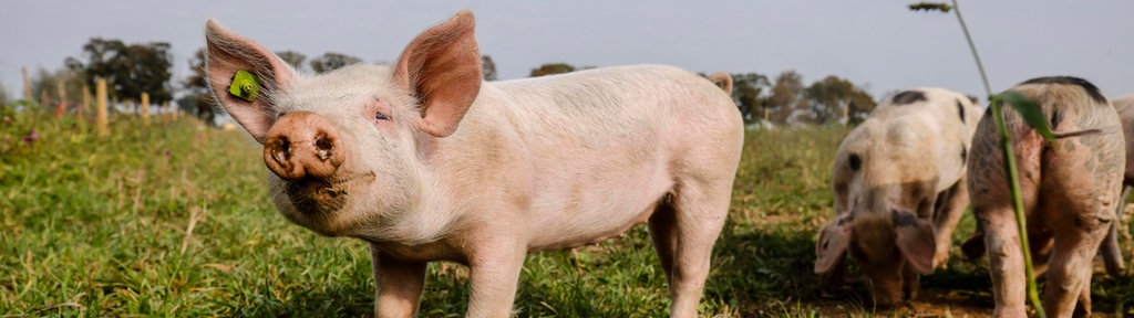 Schweine auf dem Hof Frohnenbruch