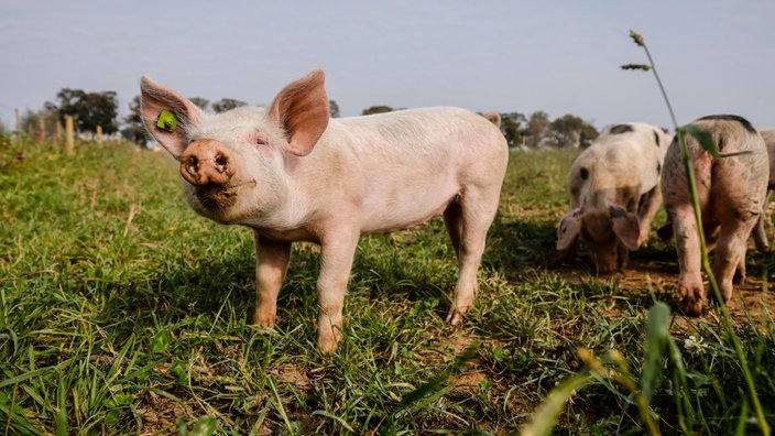 Schweine auf dem Hof Frohnenbruch