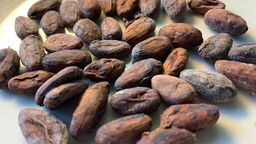 Kakaobohnen in Nahaufnahme auf einem weißen Teller