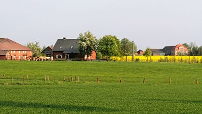 Blick auf Landschaft im Münsterland: Wiese mit Kühen und Bauernhaus.