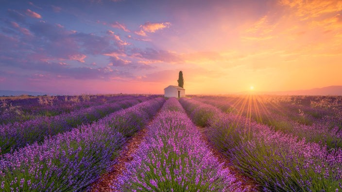 Ein Lavendelfeld in der Provence bei malerischem Sonnenschein - im Zentrum des Bildes steht ein weißes kleines Haus.
