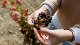 Nahaufnahme der Hand eines Menschen, der spanische Weintrauben in der Hand hält und auf Qualität prüft.