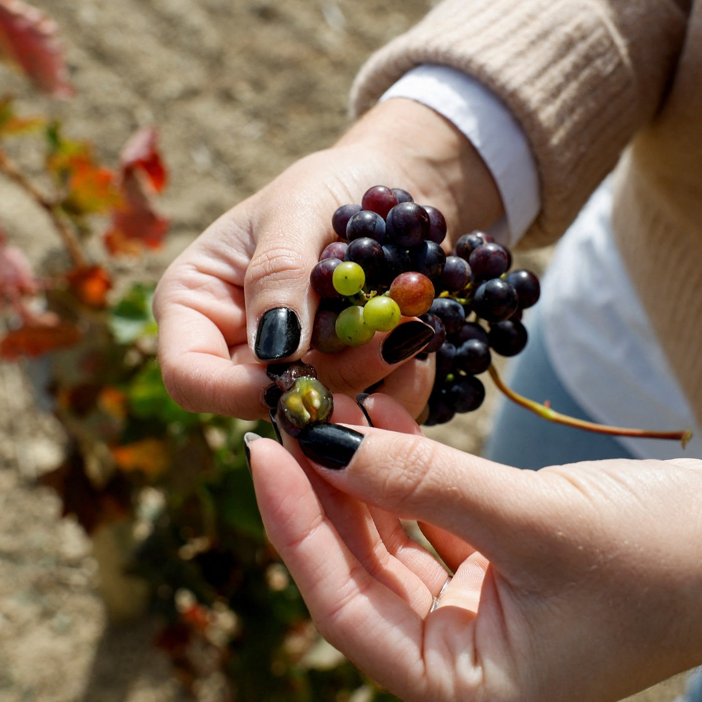 Weine aus Rioja – rot ist nicht alles
