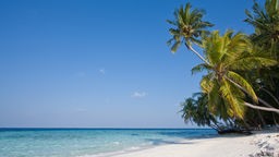Typische Strandansicht: Fihalhohi Island, Malediven