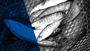 Das ARD Radiofeature Beitragsbild "Fische zu Fischfutter" zeigt Fische im Netz einer Lachszucht