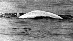 Sensation am Rhein: Der weiße Beluga-Wal, der zuerst am 18. Mai 1966 bei Stromkilometer 778,5 in Höhe von Duisburg-Neuenkamp gesichtet wurde.