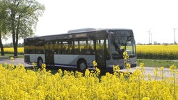 Ein Linienbus fährt an einer sommerlichen Blumenwiese vorbei.