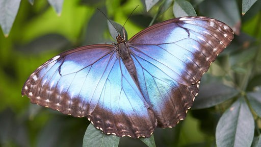 Blauer Schmetterling auf Strauch