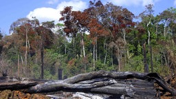 Brandrodung im Amazonas-Regenwald, Brasilien.