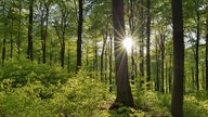 In eine Waldlichtung im Westerwald fallen Sonnenstrahlen durch die dichten Baumkronen.