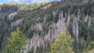 Blick auf einen bewaldeten Hang bei Furtwangen im Schwarzwald - viele Bäume sind abgestorben