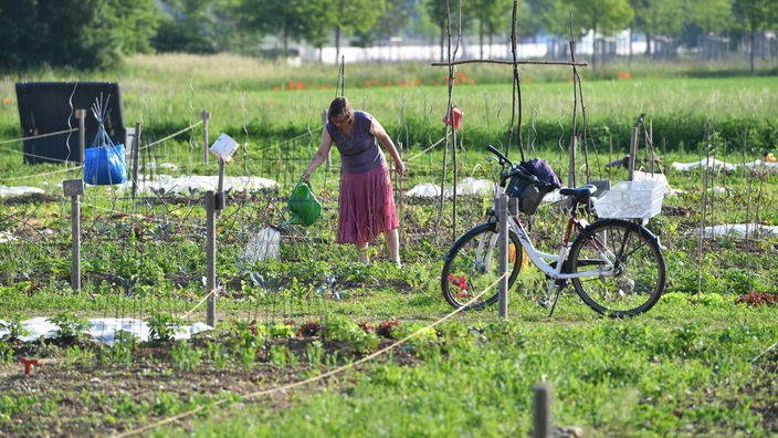 Eine Frau gießt die Pflanzen ihrer Kleingartenparzelle.