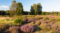 Wahner Heide: grüne Bäume und violette Heide.