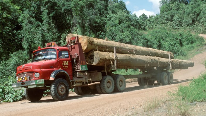 Tropenholz wird auf Lastwagen abtransportiert
