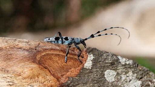 Blau-schwarzer Alpenbock- Käfer sitzt auf Baumrinde