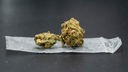 getrocknete Cannabisblüten auf einem Plastiktütchen