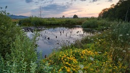 Blick auf das Naturschutzgebiet Großes Torfmoor. 