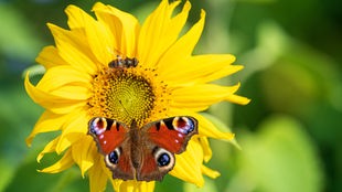 Ein Tagpfauenauge und eine Wespe sitzen auf der Blüte einer Sonnenblume