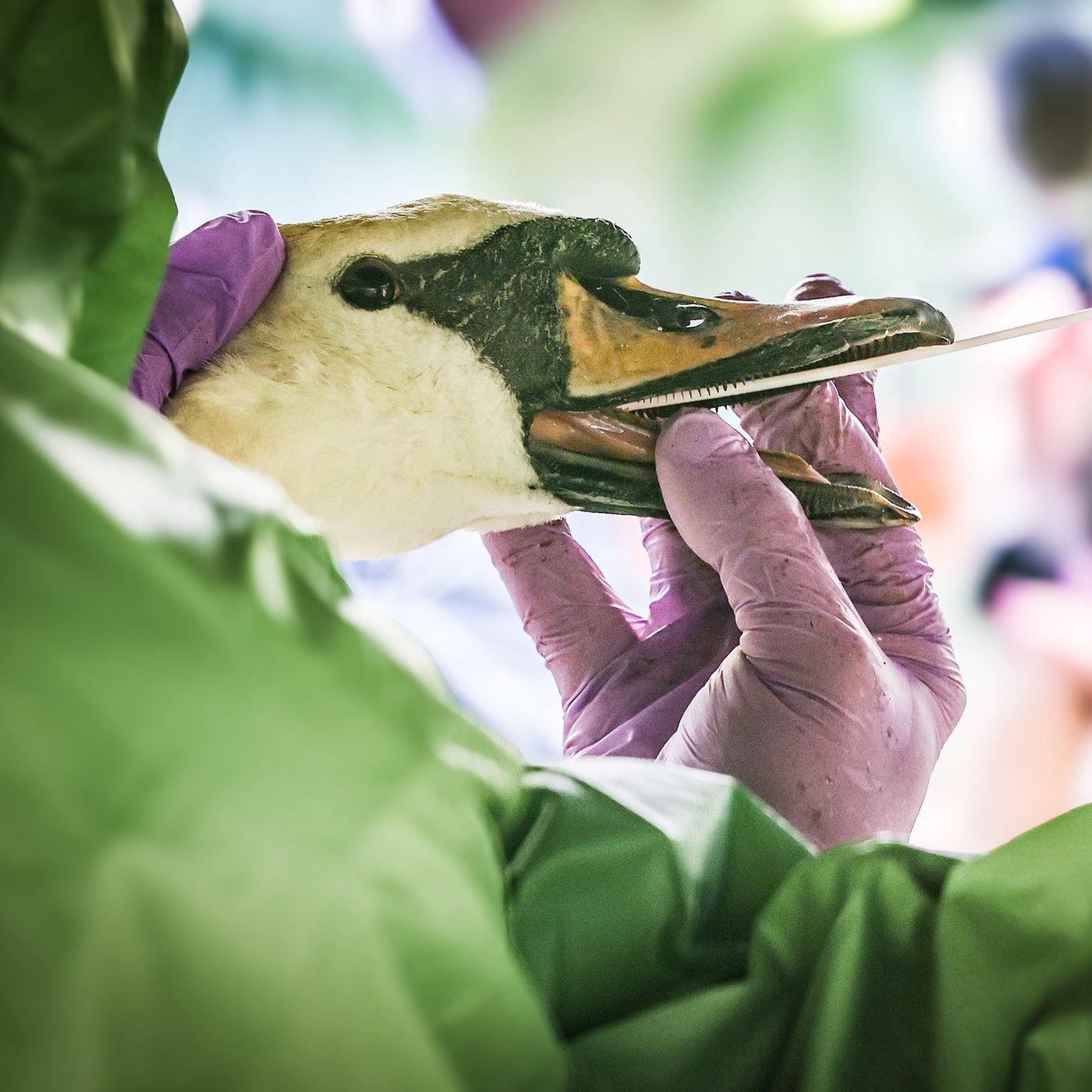 Vogelgrippe: Tierseuche-Übungen im Ruhrgebiet