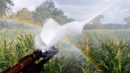 Maisfeld wird von einem Sprühstrahler bewässert, wodurch ein Regenbogen entsteht